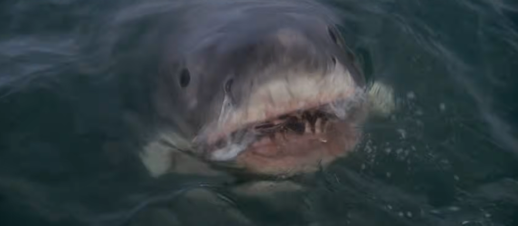 The shark in Jaws