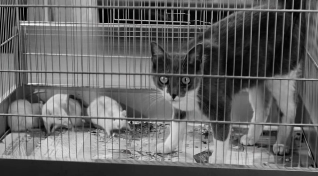 Cat and mice in Revenge of the Creature