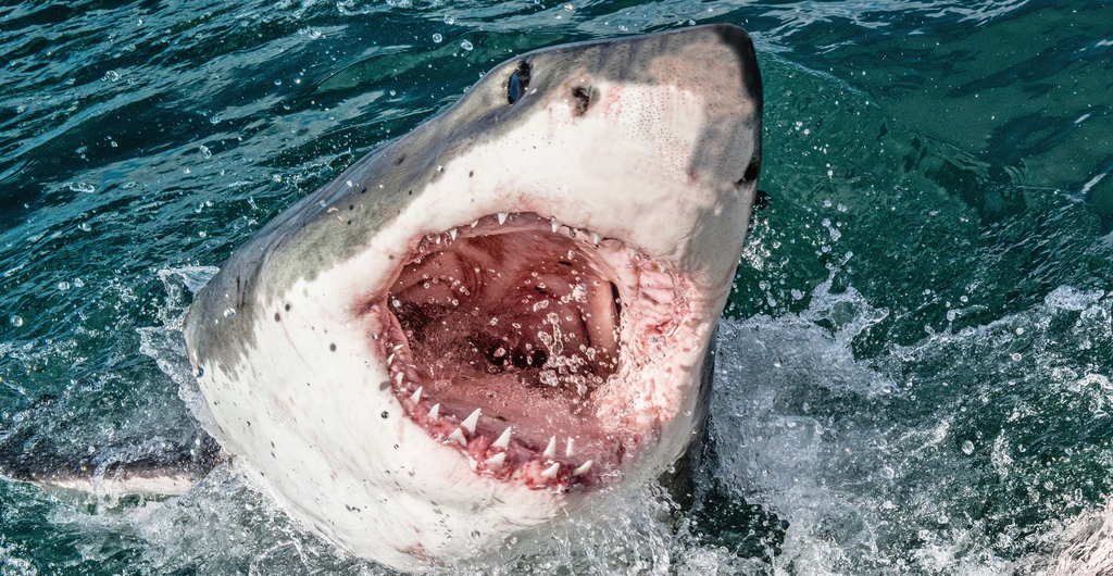 The shark in Jaws